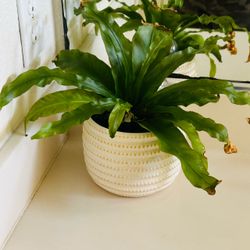 Bird's Nest Fern in black plastic pot