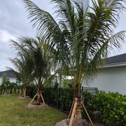 Coconut palms 