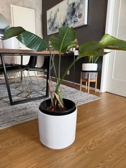 Large Ceramic Planter, White (Plant not included)