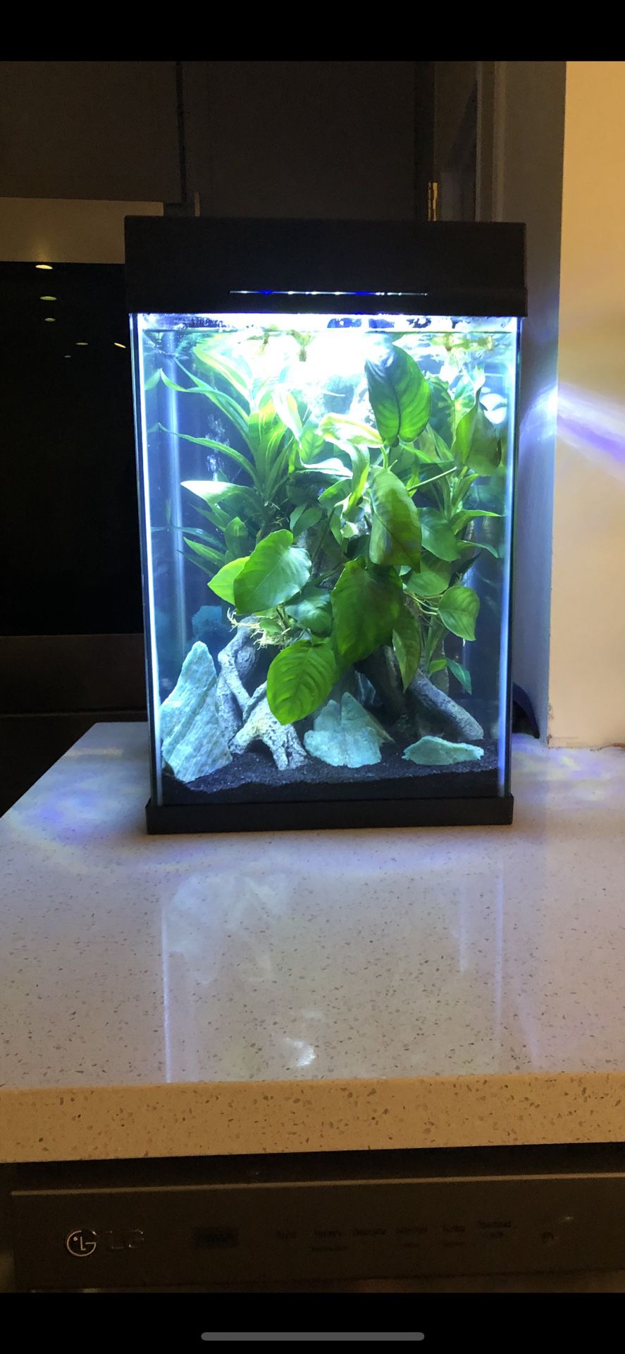 10 Gallon High Fully Scaped/Decorated Tank w/ all Materials & fancy Marble Plakat Betta Included