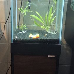 15 Gallon Aqueon Aquarium