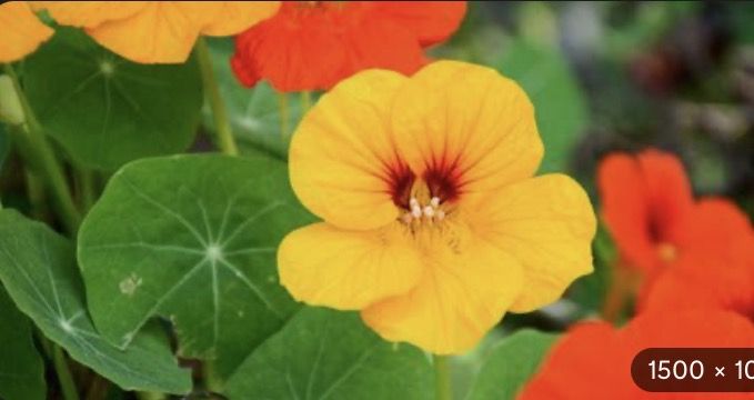 1 Plant, 10 pots, tools =$20