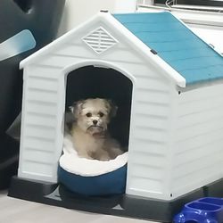 Dog House 