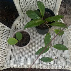 Hoya Pubicalyx Splash 6” Pot  With Free Obovata Splash / Rare Tropical Houseplant