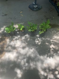 Pothos plants