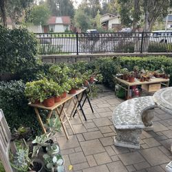 Selling My Whole Garden! 🌵🪴🪻