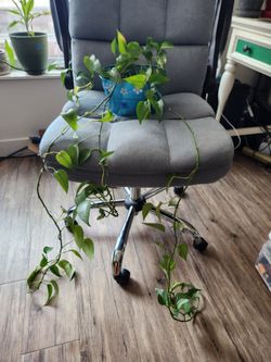 Pothos