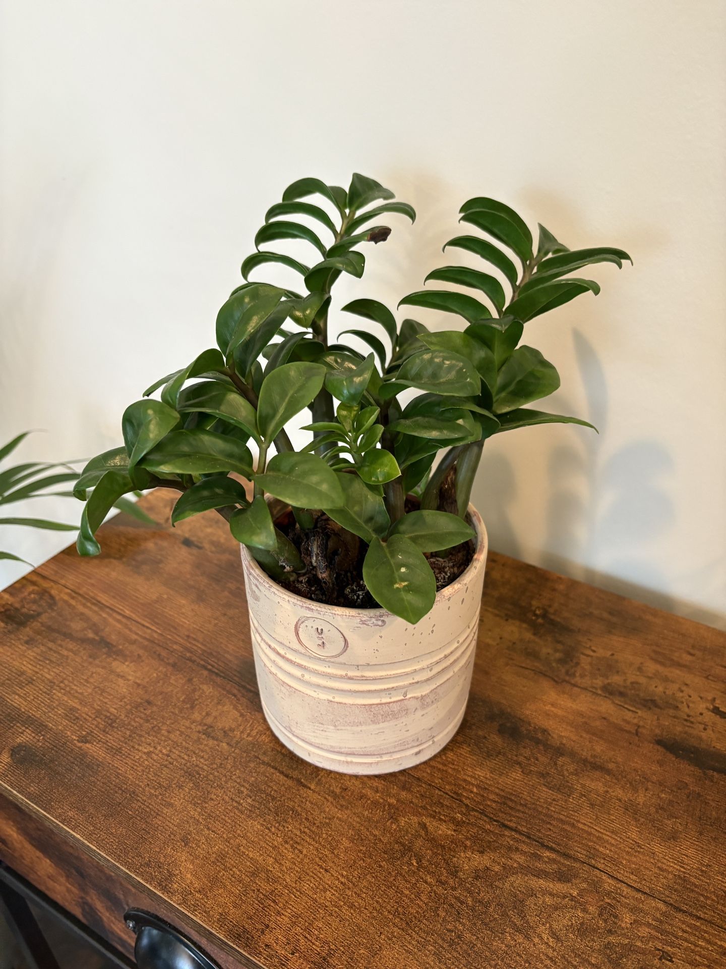 Zamioculcas Zamiifolia (ZZ Plant) in Ceramic Pot