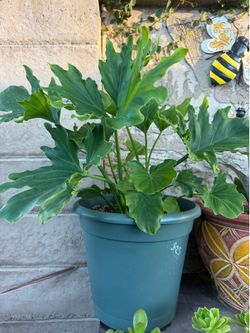 House plant