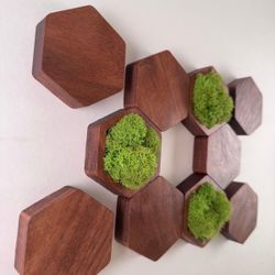 Wooden hexagons set 10 pieces, walnut wood, real moss, wall decor