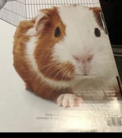 Guinea pig house and food