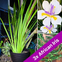 3x African Iris + 3x Ice Plant Cuttings + FREE Succulents! 🪷🌿