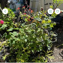 Beautiful Bougainvillea flower plant in 3 gallon pot