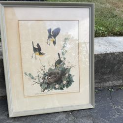 Large Antique Audubon Print Yellow Breasted Chat #28 1832