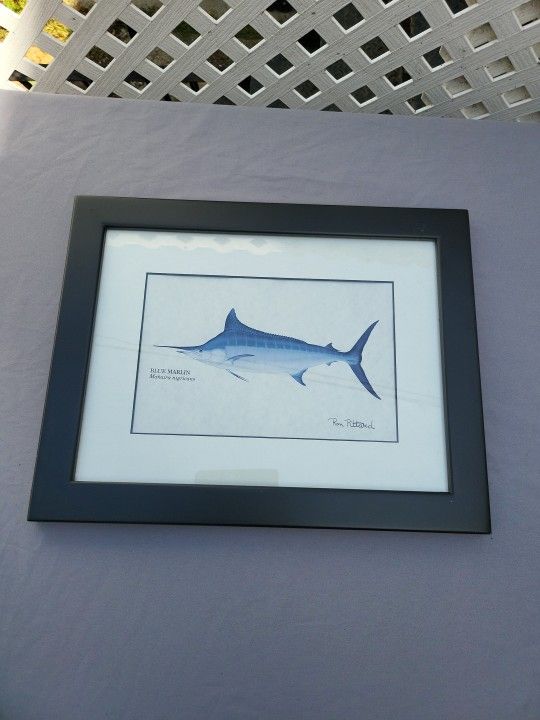 "Blue Marlin" Print by Ron Pittard 14" X 11" Black Wooden Frame