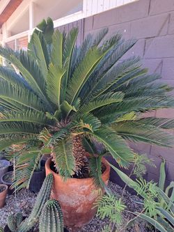 Sago Palm