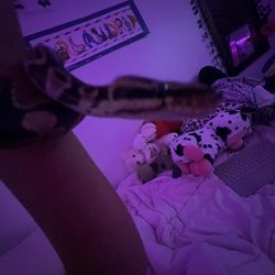 Baby Ball Python For Sale 
