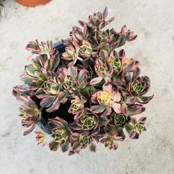 Aeonium Sweet Tea Imported