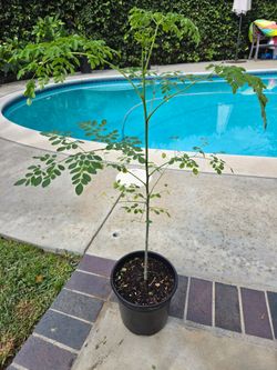 Organic Moringa (Malungay) sizes: 3 ft, 4 ft, 5.5 ft, 7 ft