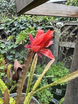 Beautiful Red Flower In Plastic 10 Gallon Container.