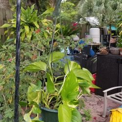 Photos in small hanging pot $5.00