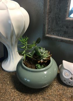 Succulents