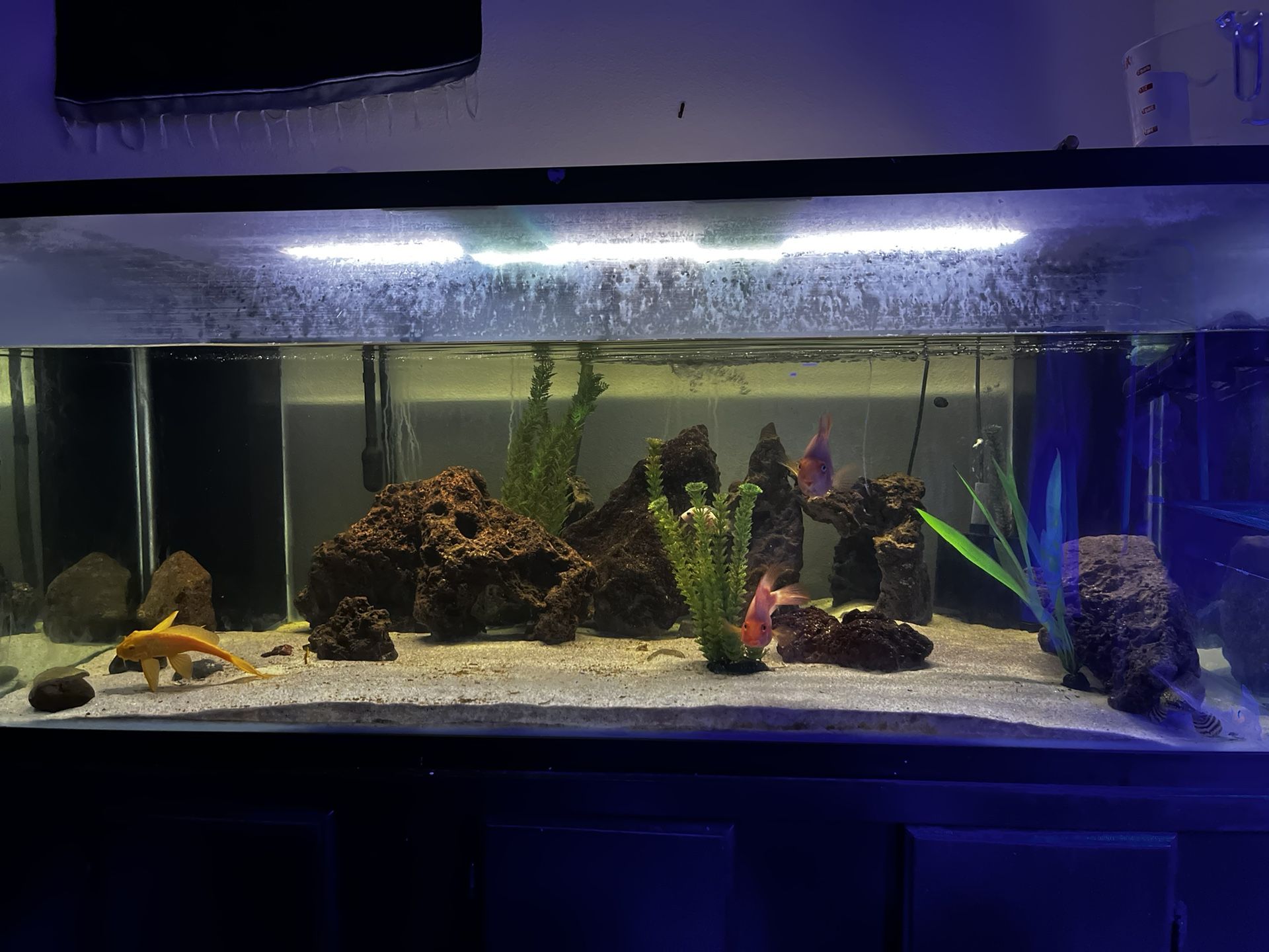 200. Gallon Fish Tank