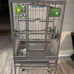 Bird Cage