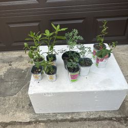 Plants Selección 