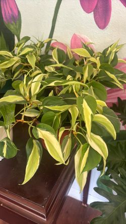 Plants
