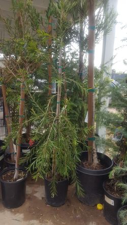 Bottlebrush