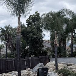 Palm Trees Trimming 