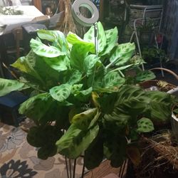 Beautiful Large  Prayer Plant