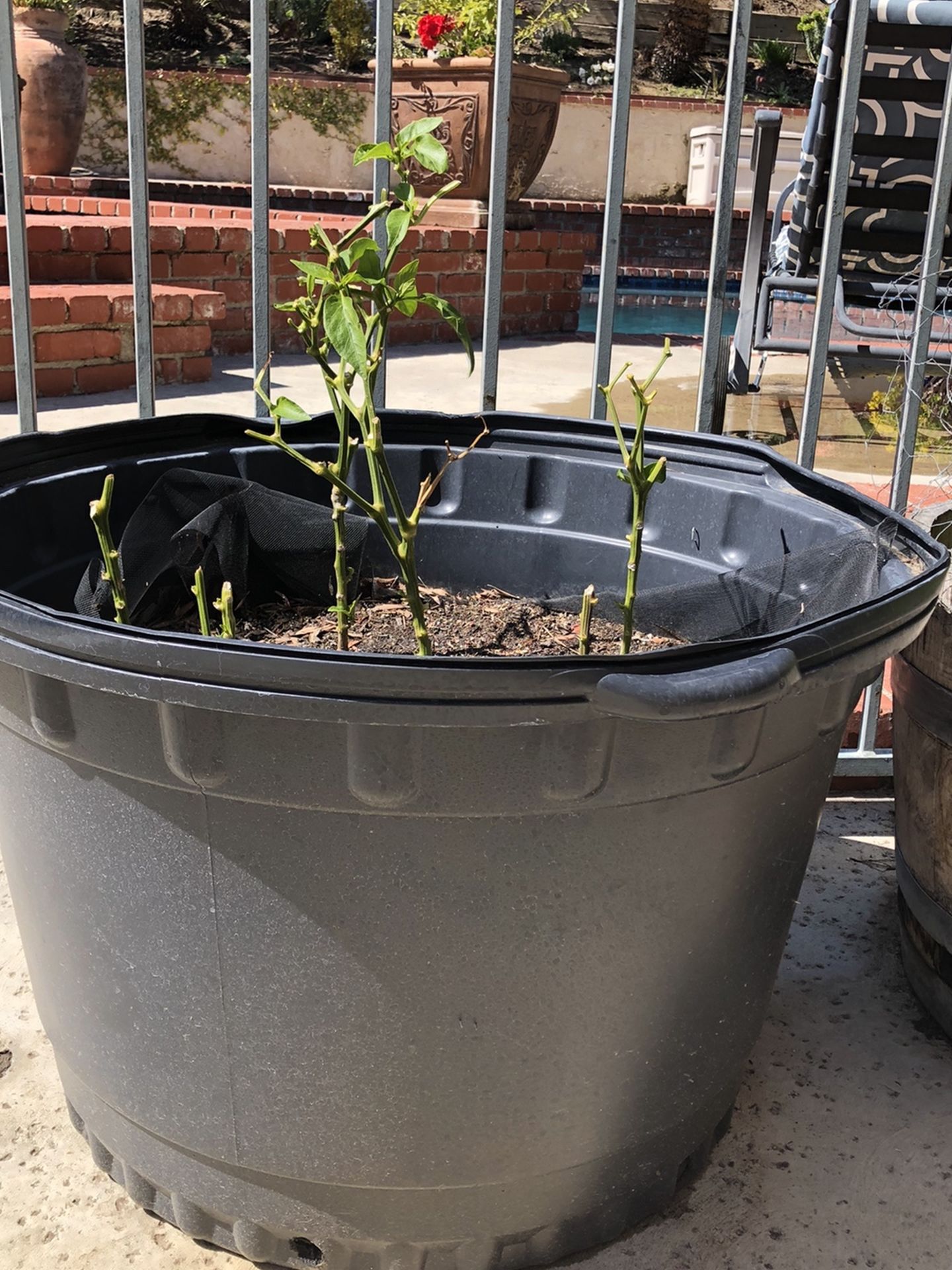 50 Gallon Containers For Gardening