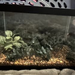 2.5 Gallon Aquarium/tank