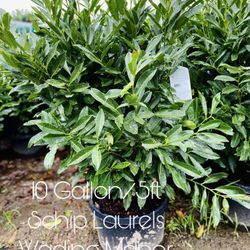 SCHIP LAURELS AVAILABLE NOW