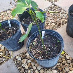 lemon zest mango tree from seeds