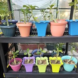 Plants Succulents Sale 