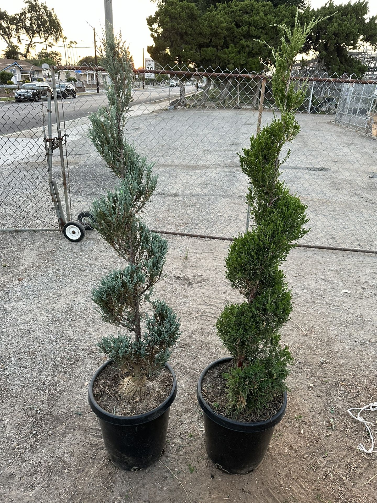 Spiral Junipers