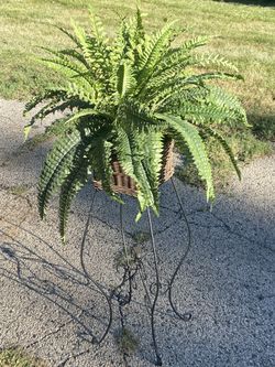 Silk Fern Plant