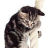 Kitty