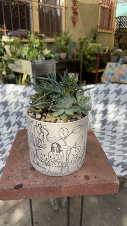 Fresh Succulent Arrangement 