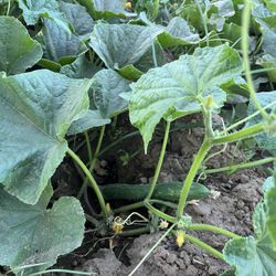 Pepinos A La Venta $1 La Libra.  