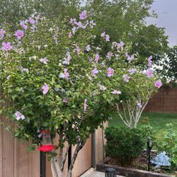 Hibiscus Rose Of Sharon