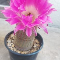 Rainbow Cactus In 4" Pot