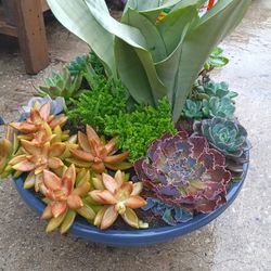 Succulent 