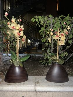 Decorative orchids