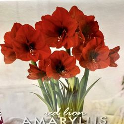 Red Lion Amaryllis 