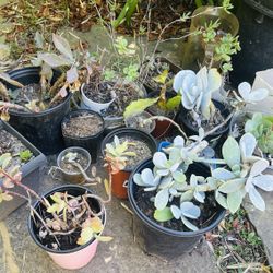 Free Succulents, Must Take All, Come Now. In Utc/ucsd