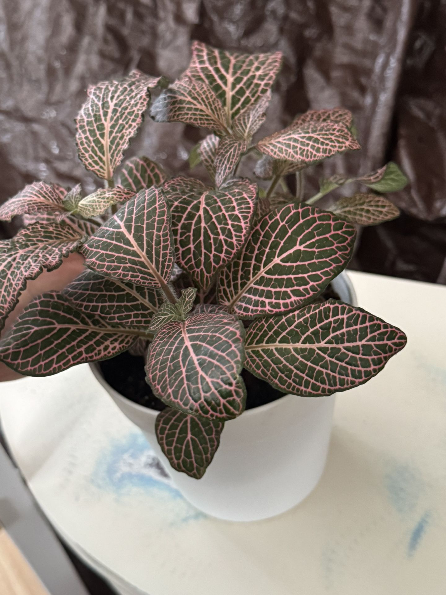 Pink Fittonia